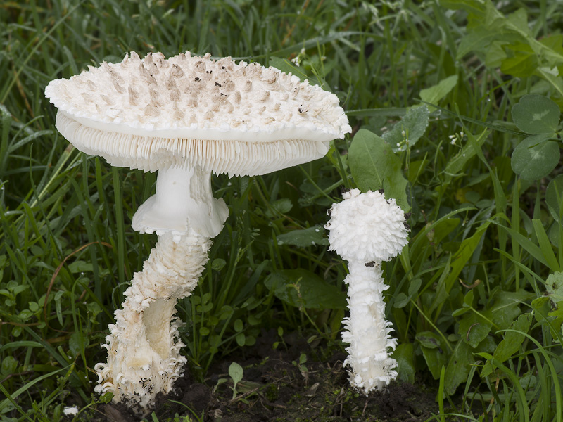 Amanita vittadinii